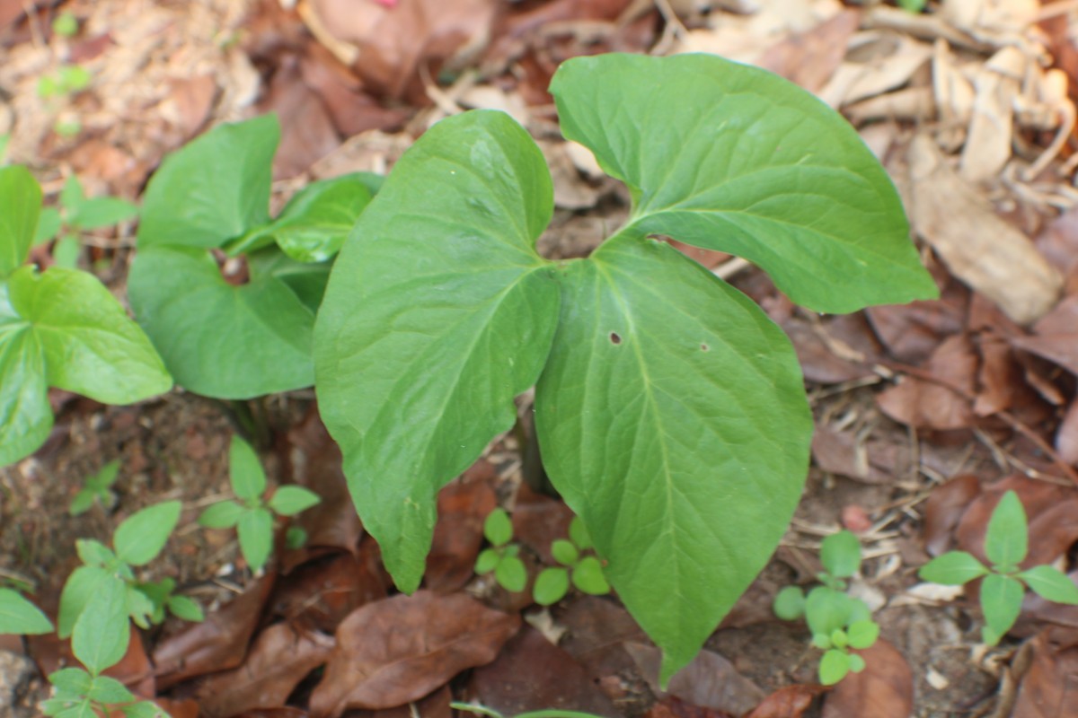 Typhonium trilobatum (L.) Schott